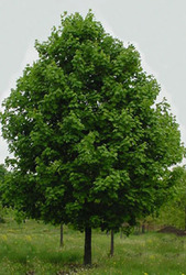 Acer rubrum 'Northwood' — photo 1